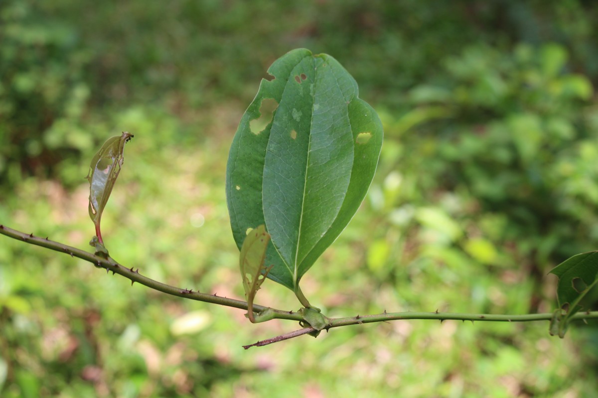 Smilax